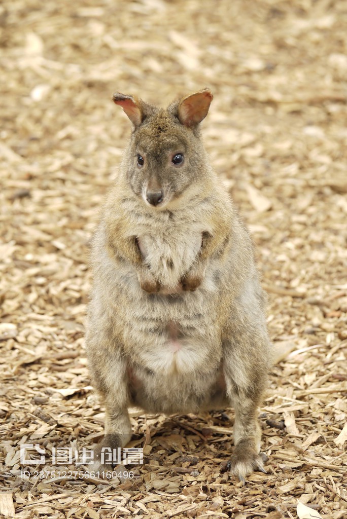 kangaroo,kangaroo的复数形式